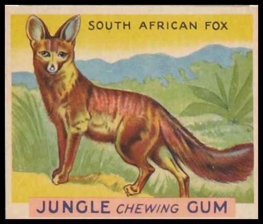 3 South African Fox